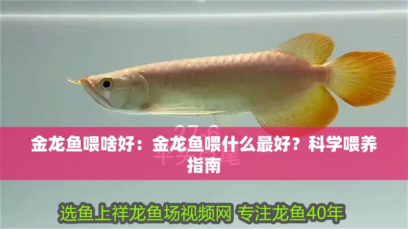 金龍魚喂啥好：金龍魚喂什么最好？科學(xué)喂養(yǎng)指南