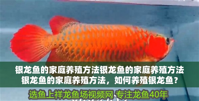 銀龍魚的家庭養殖方法銀龍魚的家庭養殖方法銀龍魚的家庭養殖方法，如何養殖銀龍魚？ 銀龍魚的家庭養殖方法銀龍魚的家庭養殖方法銀龍魚的家庭養殖方法，如何養殖銀龍魚？ 銀龍魚百科