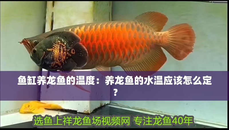魚缸養龍魚的溫度：養龍魚的水溫應該怎么定？