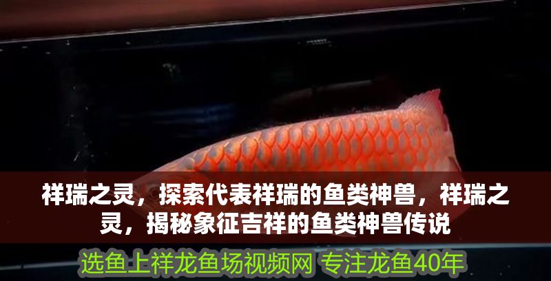 祥瑞之靈，探索代表祥瑞的魚(yú)類(lèi)神獸，祥瑞之靈，揭秘象征吉祥的魚(yú)類(lèi)神獸傳說(shuō)