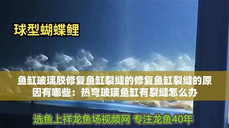 魚缸玻璃膠修復魚缸裂縫的修復魚缸裂縫的原因有哪些：熱彎玻璃魚缸有裂縫怎么辦 魚缸玻璃膠修復魚缸裂縫的修復魚缸裂縫的原因有哪些：熱彎玻璃魚缸有裂縫怎么辦 魚缸百科
