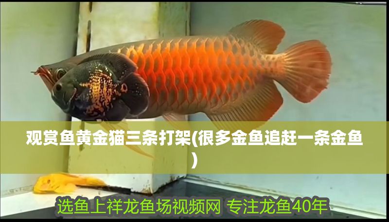 觀賞魚黃金貓三條打架(很多金魚追趕一條金魚)