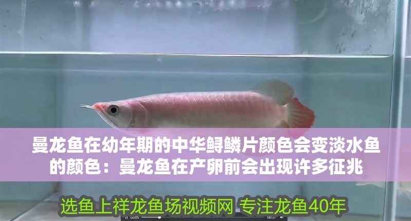 曼龍魚在幼年期的中華鱘鱗片顏色會變淡水魚的顏色：曼龍魚在產(chǎn)卵前會出現(xiàn)許多征兆 曼龍魚在幼年期的中華鱘鱗片顏色會變淡水魚的顏色：曼龍魚在產(chǎn)卵前會出現(xiàn)許多征兆 龍魚百科