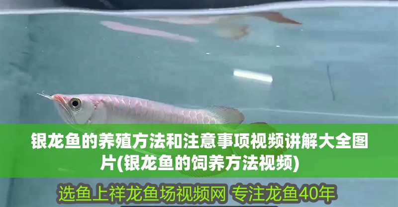 銀龍魚的養殖方法和注意事項視頻講解大全圖片(銀龍魚的飼養方法視頻)
