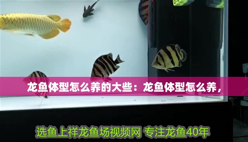 龍魚體型怎么養(yǎng)的大些：龍魚體型怎么養(yǎng)，