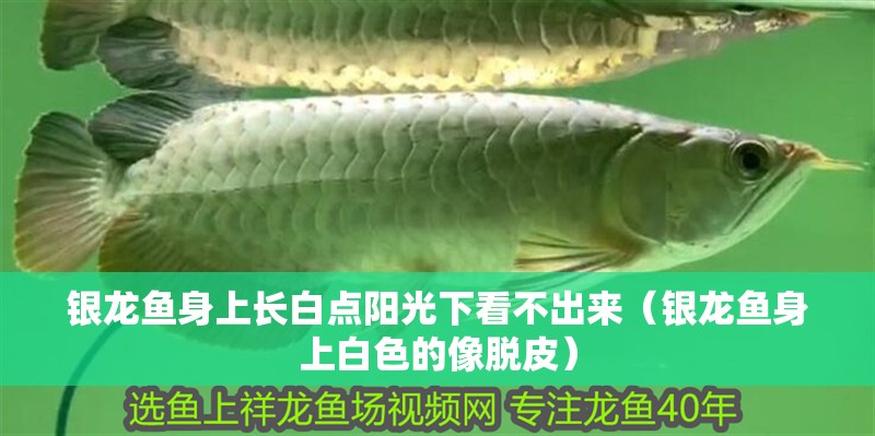 銀龍魚身上長白點陽光下看不出來（銀龍魚身上白色的像脫皮） 銀龍魚身上長白點陽光下看不出來（銀龍魚身上白色的像脫皮） 銀龍魚百科