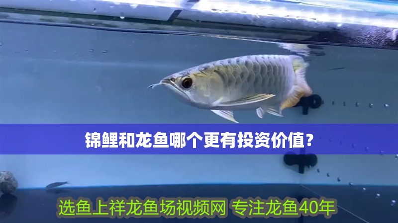 錦鯉和龍魚哪個更有投資價值？