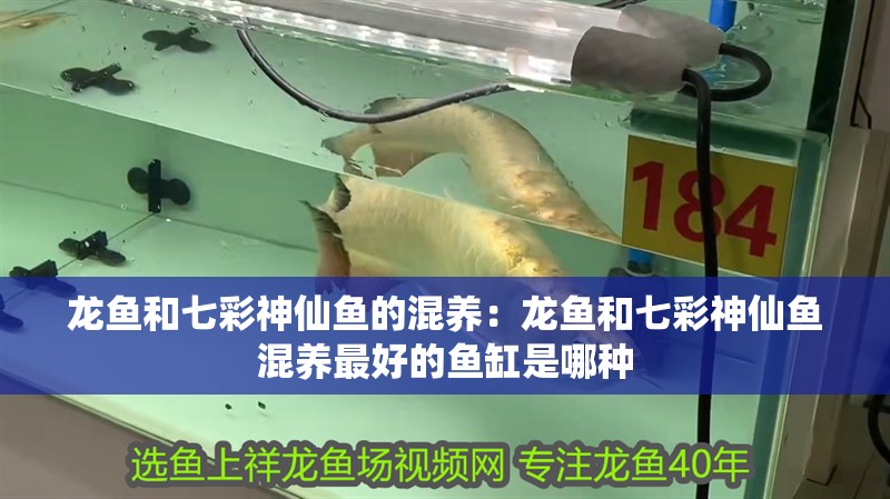 龍魚和七彩神仙魚的混養(yǎng)：龍魚和七彩神仙魚混養(yǎng)最好的魚缸是哪種 龍魚和七彩神仙魚的混養(yǎng)：龍魚和七彩神仙魚混養(yǎng)最好的魚缸是哪種 龍魚百科