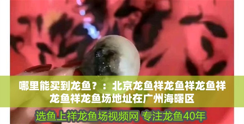 哪里能買到龍魚？：北京龍魚祥龍魚祥龍魚祥龍魚祥龍魚場地址在廣州海曙區