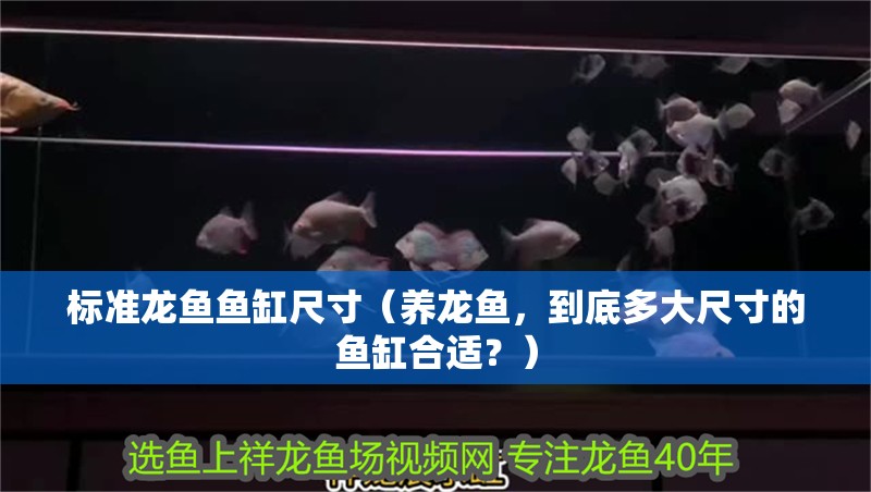 標準龍魚魚缸尺寸（養龍魚，到底多大尺寸的魚缸合適？）