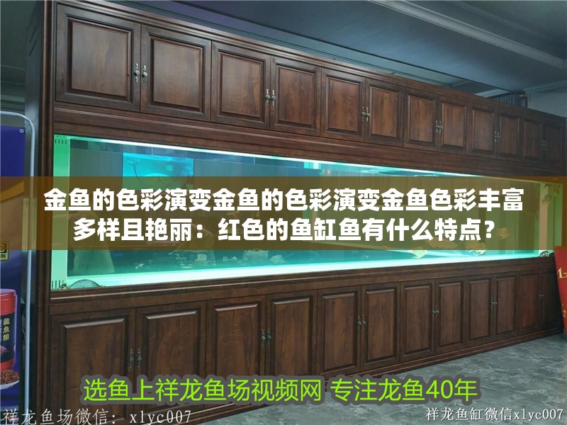 金魚的色彩演變金魚的色彩演變金魚色彩豐富多樣且艷麗：紅色的魚缸魚有什么特點？