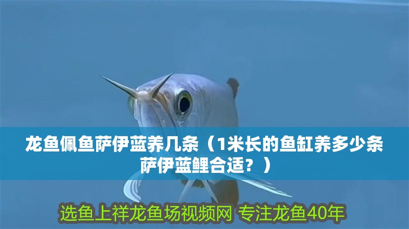龍魚佩魚薩伊藍(lán)養(yǎng)幾條（1米長的魚缸養(yǎng)多少條薩伊藍(lán)鯉合適？）