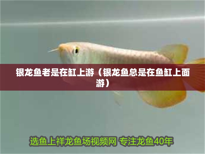銀龍魚老是在缸上游（銀龍魚總是在魚缸上面游）