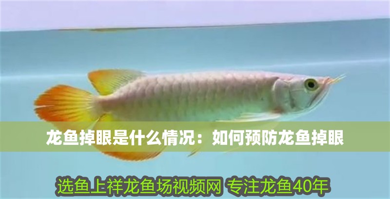 龍魚干蝦有營養嗎 龍魚掉眼是什么情況:如何預防龍魚掉眼 龍魚百科 龍魚掉眼是什么情況:如何預防龍魚掉眼 龍魚掉眼是什么情況:如何預防龍魚掉眼 龍魚百科