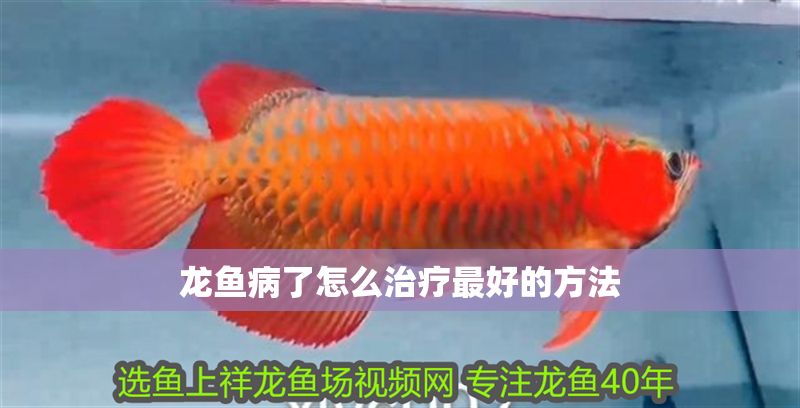 龍魚病了怎么治療最好的方法