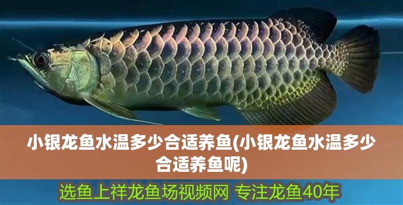 小銀龍魚水溫多少合適養魚(小銀龍魚水溫多少合適養魚呢)