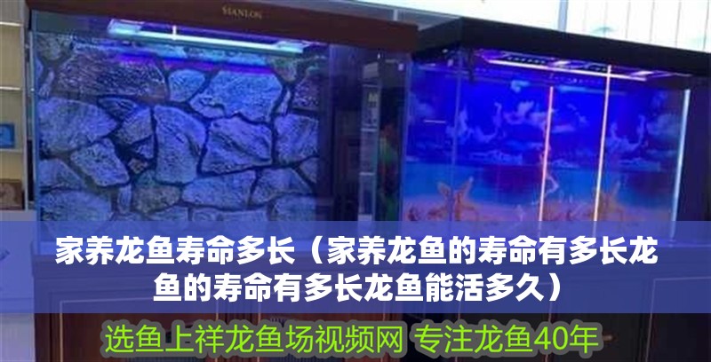家養龍魚壽命多長（家養龍魚的壽命有多長龍魚的壽命有多長龍魚能活多久）