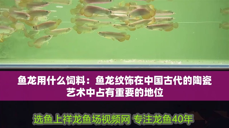 魚龍用什么飼料：魚龍紋飾在中國古代的陶瓷藝術中占有重要的地位