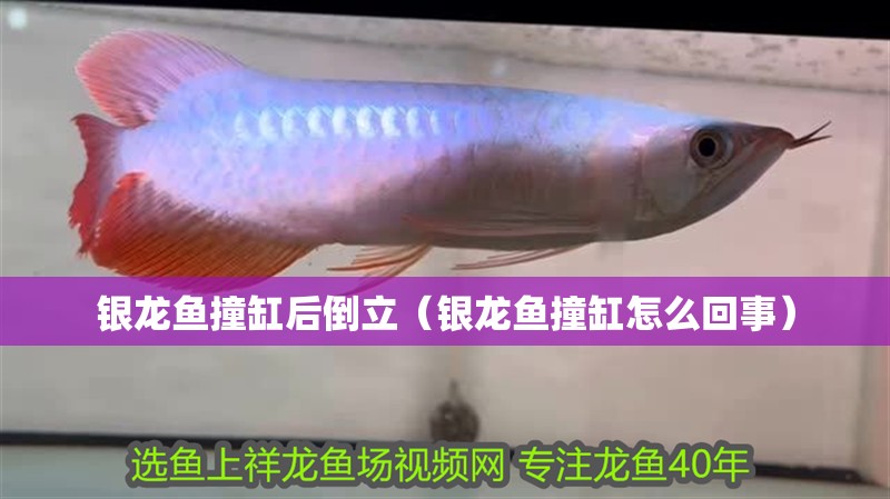 銀龍魚撞缸后倒立（銀龍魚撞缸怎么回事）