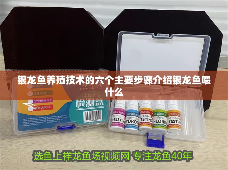 銀龍魚養殖技術的六個主要步驟介紹銀龍魚喂什么