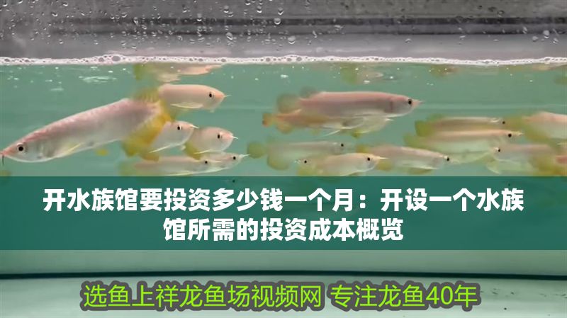 開水族館要投資多少錢一個月：開設一個水族館所需的投資成本概覽