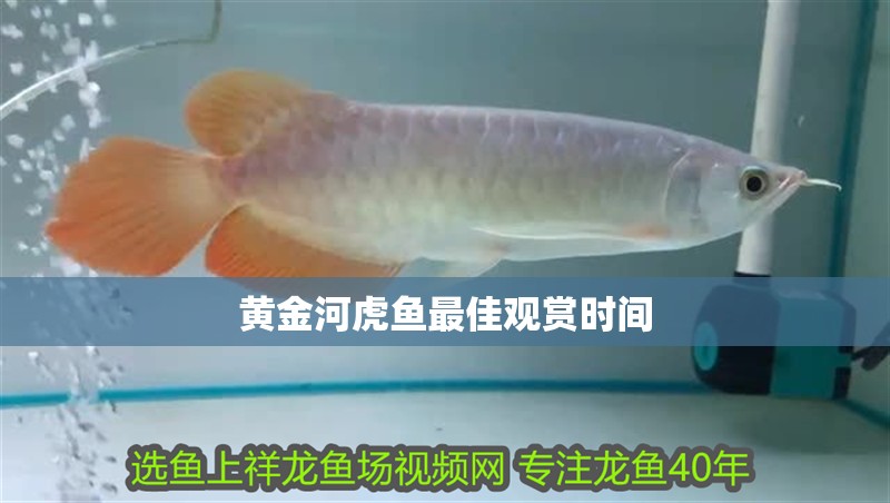 黃金河虎魚最佳觀賞時間