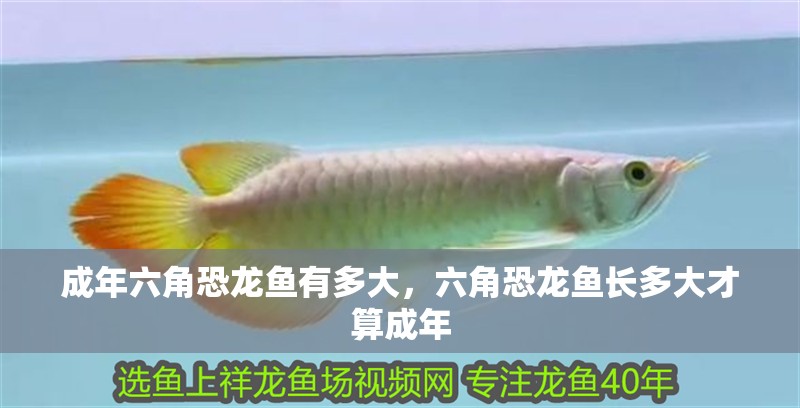 成年六角恐龍魚有多大，六角恐龍魚長多大才算成年