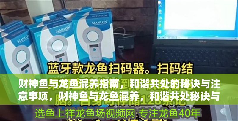 財神魚與龍魚混養指南，和諧共處的秘訣與注意事項，財神魚與龍魚混養，和諧共處秘訣與關鍵注意事項