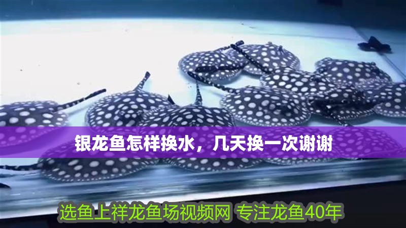 銀龍魚怎樣換水，幾天換一次謝謝