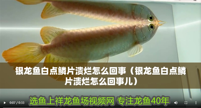 銀龍魚白點(diǎn)鱗片潰爛怎么回事（銀龍魚白點(diǎn)鱗片潰爛怎么回事兒）