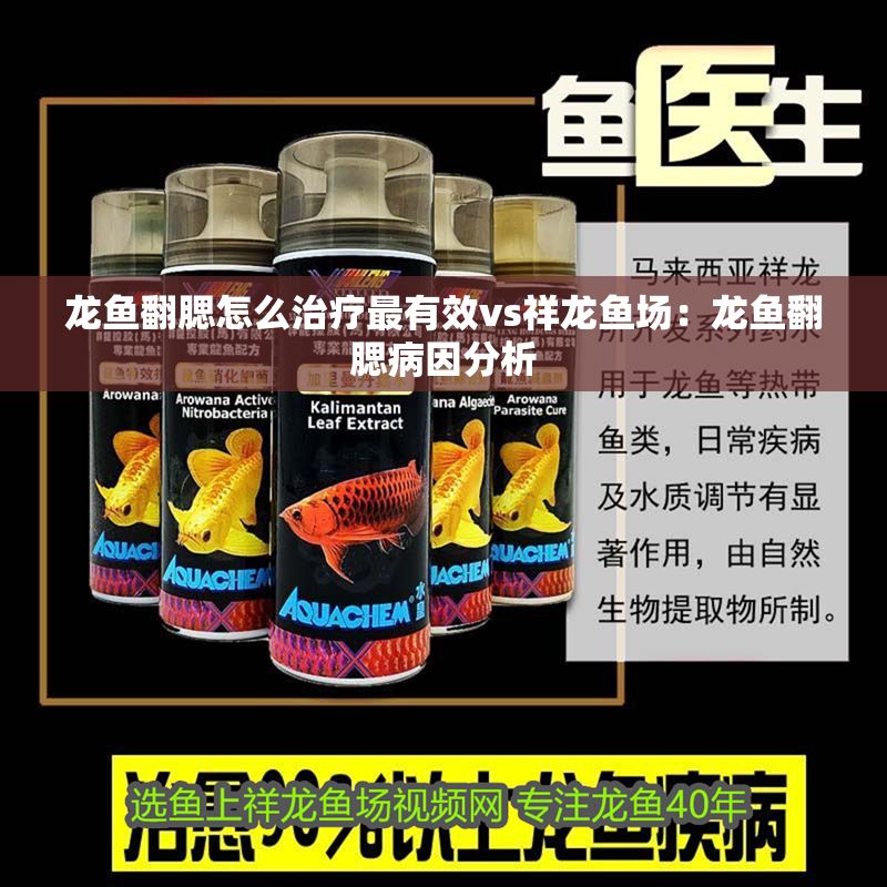龍魚翻腮怎么治療最有效vs祥龍魚場：龍魚翻腮病因分析