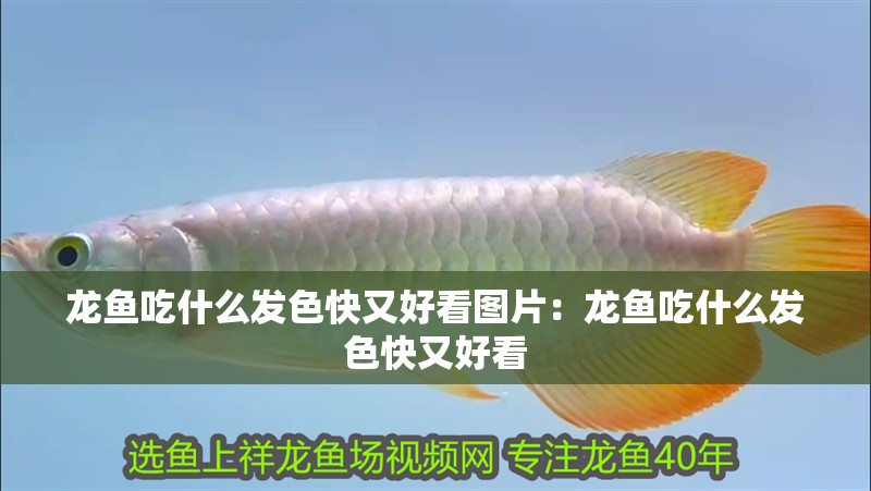 龍魚吃什么發色快又好看圖片：龍魚吃什么發色快又好看