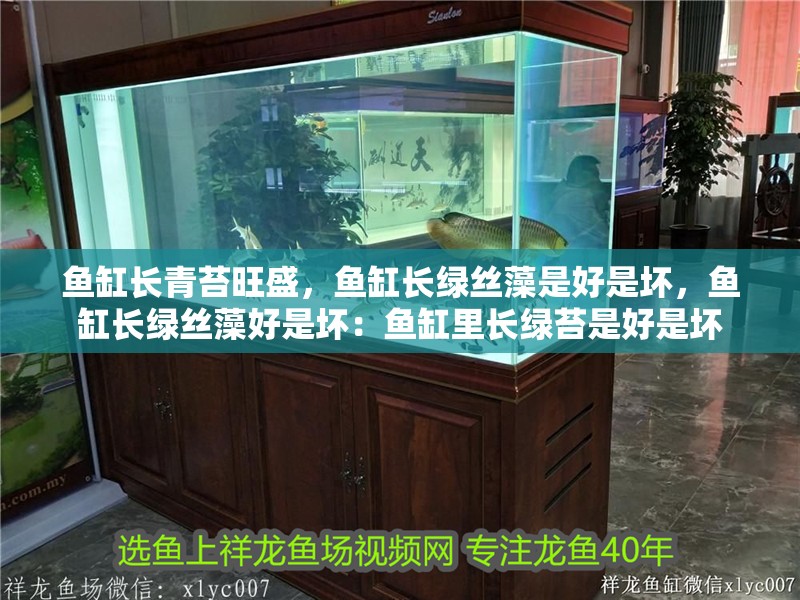 魚缸長青苔旺盛，魚缸長綠絲藻是好是壞，魚缸長綠絲藻好是壞：魚缸里長綠苔是好是壞