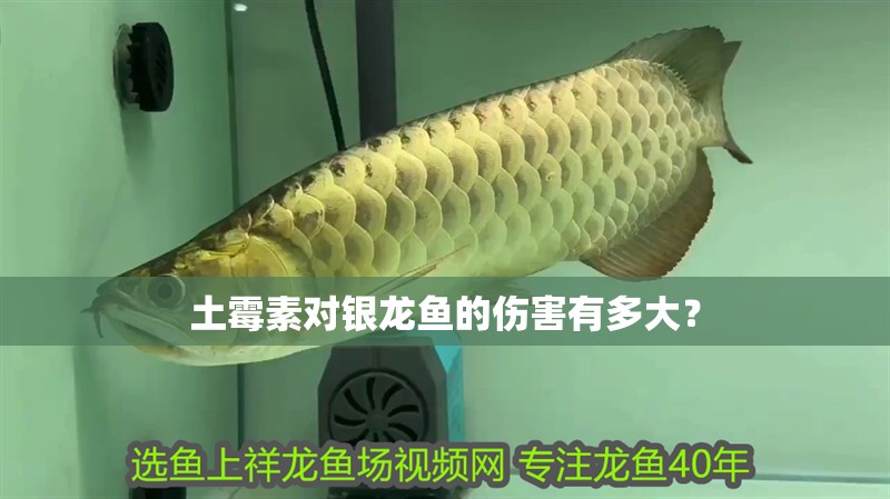 土霉素對(duì)銀龍魚的傷害有多大？