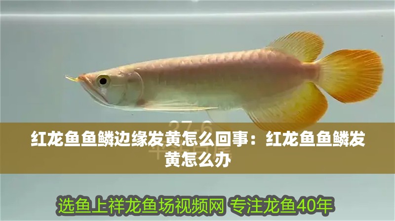 紅龍魚魚鱗邊緣發黃怎么回事：紅龍魚魚鱗發黃怎么辦