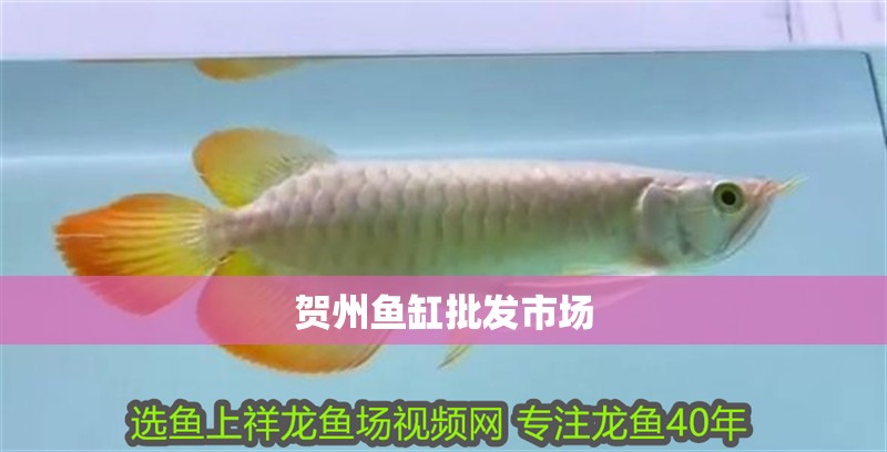 賀州魚缸批發(fā)市場(chǎng)