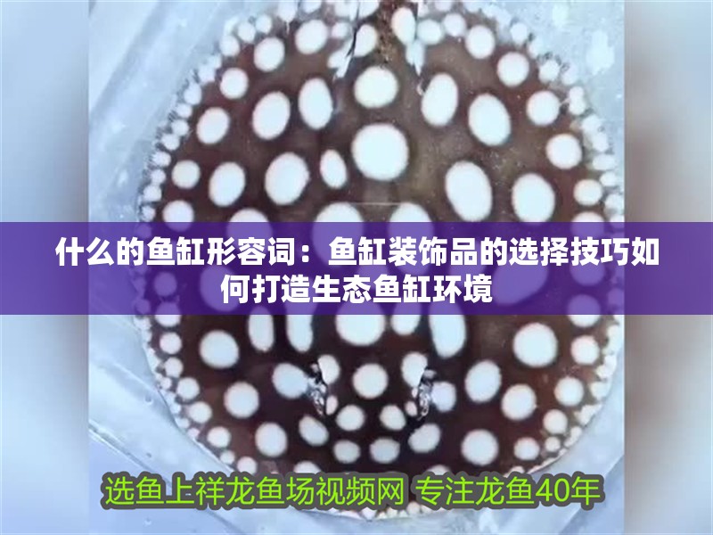 什么的魚缸形容詞：魚缸裝飾品的選擇技巧如何打造生態(tài)魚缸環(huán)境