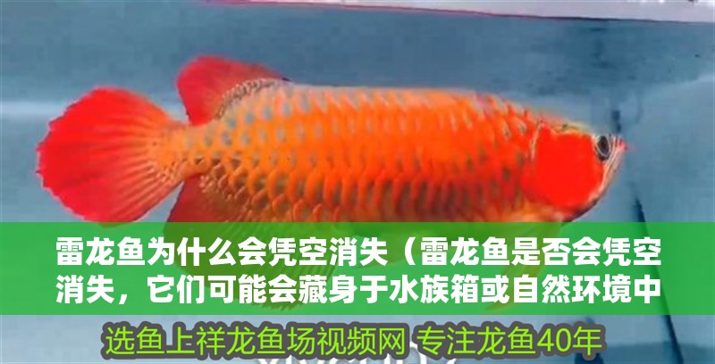 雷龍魚為什么會憑空消失（雷龍魚是否會憑空消失，它們可能會藏身于水族箱或自然環(huán)境中的隱蔽處）