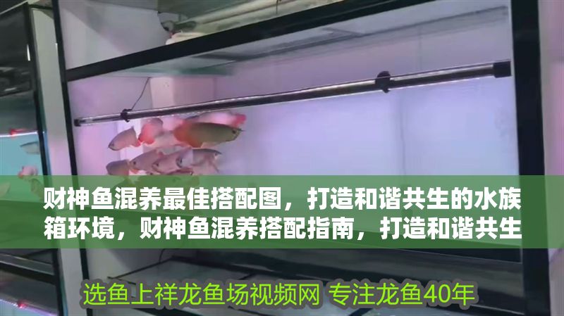財神魚混養最佳搭配圖，打造和諧共生的水族箱環境，財神魚混養搭配指南，打造和諧共生的水族箱