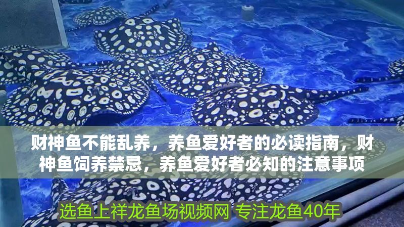 財神魚不能亂養，養魚愛好者的必讀指南，財神魚飼養禁忌，養魚愛好者必知的注意事項