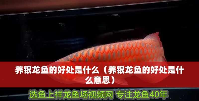 養(yǎng)銀龍魚的好處是什么（養(yǎng)銀龍魚的好處是什么意思）