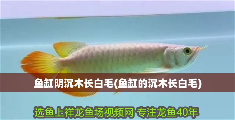 魚缸陰沉木長白毛(魚缸的沉木長白毛)