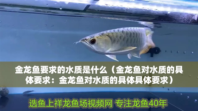金龍魚要求的水質(zhì)是什么（金龍魚對(duì)水質(zhì)的具體要求：金龍魚對(duì)水質(zhì)的具體具體要求）