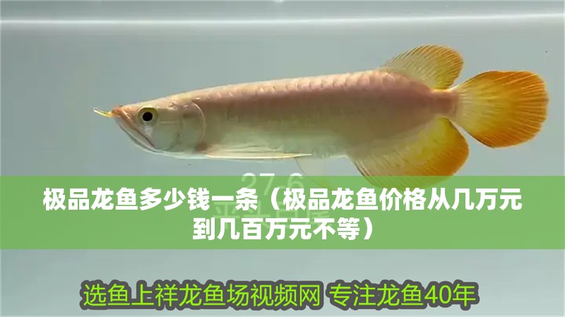 極品龍魚多少錢一條（極品龍魚價格從幾萬元到幾百萬元不等） 極品龍魚多少錢一條（極品龍魚價格從幾萬元到幾百萬元不等） 龍魚百科