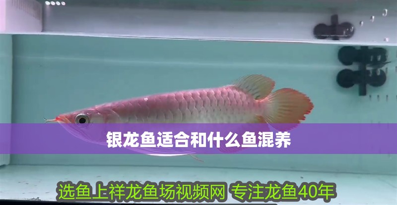 銀龍魚適合和什么魚混養 銀龍魚適合和什么魚混養 銀龍魚百科