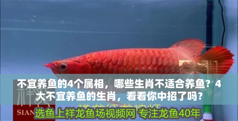 不宜養(yǎng)魚的4個(gè)屬相，哪些生肖不適合養(yǎng)魚？4大不宜養(yǎng)魚的生肖，看看你中招了嗎？