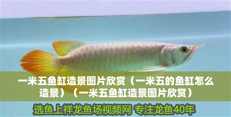 一米五魚缸造景圖片欣賞（一米五的魚缸怎么造景）（一米五魚缸造景圖片欣賞）