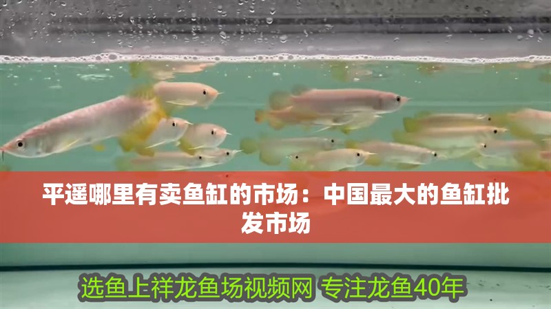 平遙哪里有賣魚缸的市場：中國最大的魚缸批發(fā)市場 平遙哪里有賣魚缸的市場：中國最大的魚缸批發(fā)市場 魚缸百科