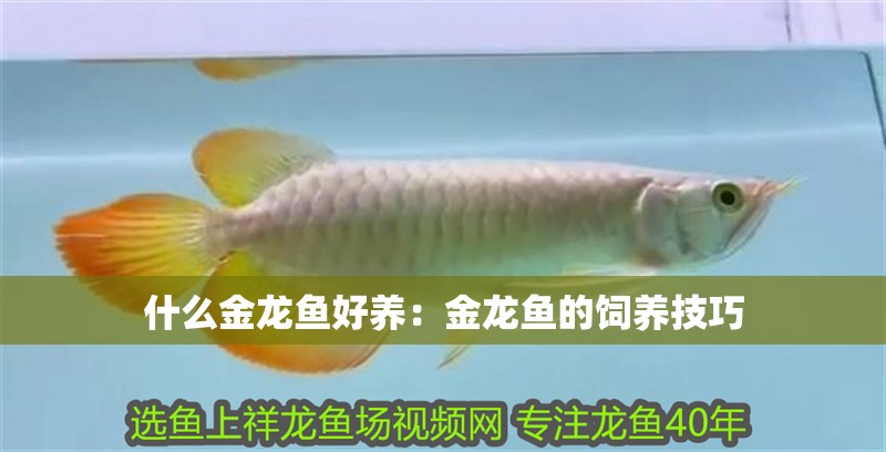 龍魚干蝦有營養(yǎng)嗎 什么金龍魚好養(yǎng):金龍魚的飼養(yǎng)技巧 龍魚百科 什么金龍魚好養(yǎng):金龍魚的飼養(yǎng)技巧 什么金龍魚好養(yǎng):金龍魚的飼養(yǎng)技巧 龍魚百科