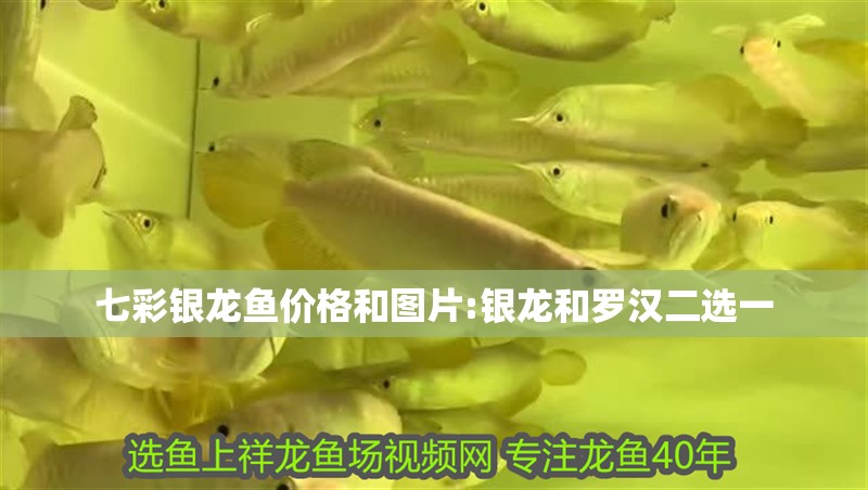 七彩銀龍魚價格和圖片:銀龍和羅漢二選一 七彩銀龍魚價格和圖片:銀龍和羅漢二選一 銀龍魚百科